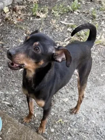 An adult small-sized male Chihuahua dog named Charles for adoption in San Martin, CA