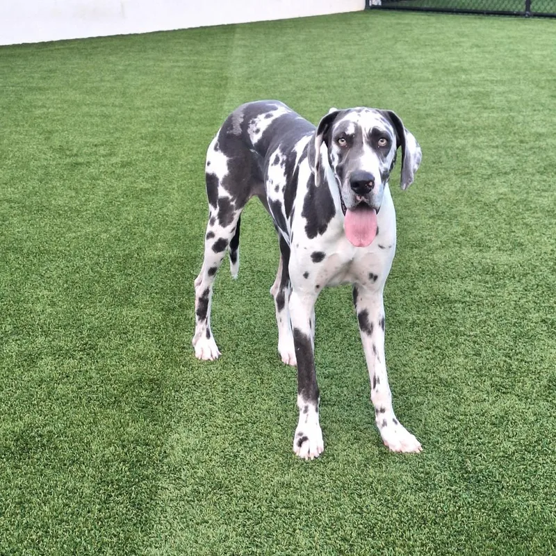 A young extra large-sized female Yellow / Tan / Blond / Fawn Great Dane dog named Gabbana for adoption in LOXAHATCHEE, FL