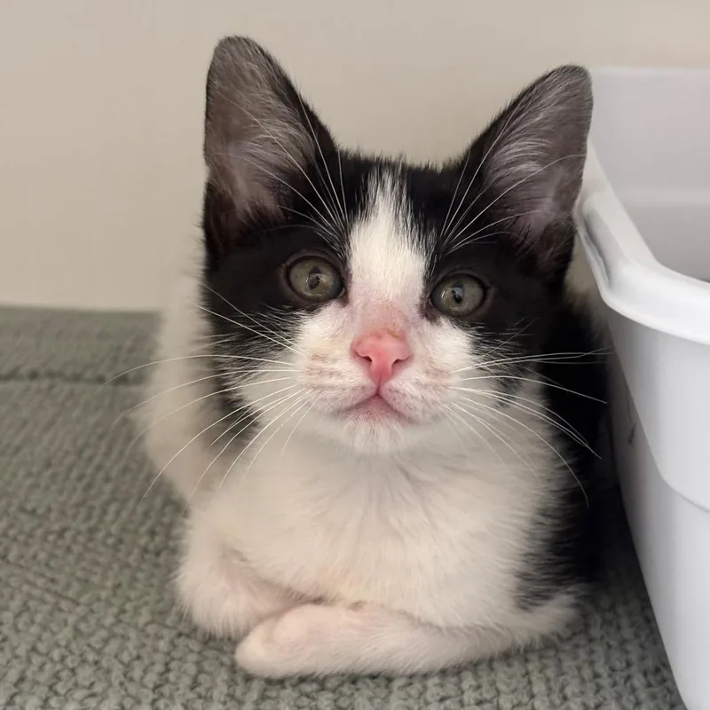 A baby small-sized female White Domestic Short Hair cat named Rebel Girl for adoption in League City, TX