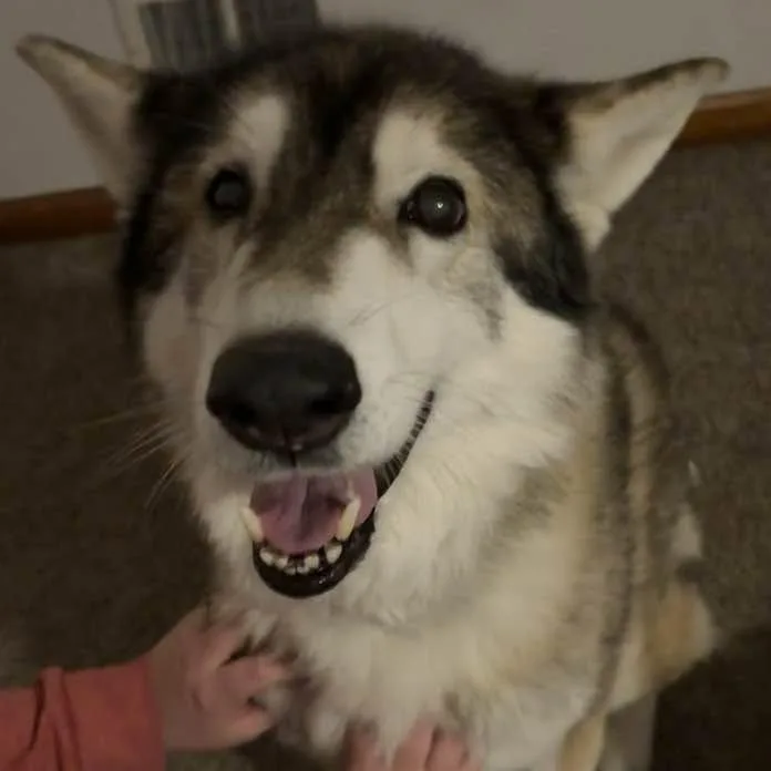 A senior medium-sized female Apricot / Beige Husky dog named Keba for adoption in Middletown, OH