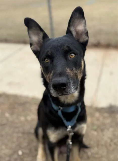 A young medium-sized female German Shepherd Dog dog named True for adoption in Tallahassee, FL