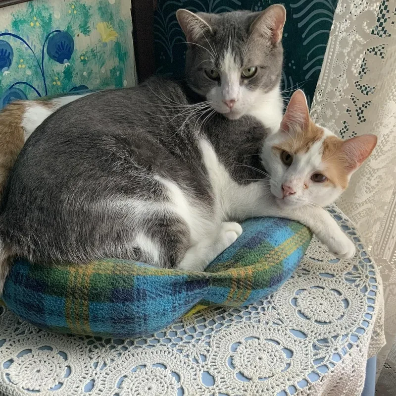 Lugh & Wren thumbnail 3