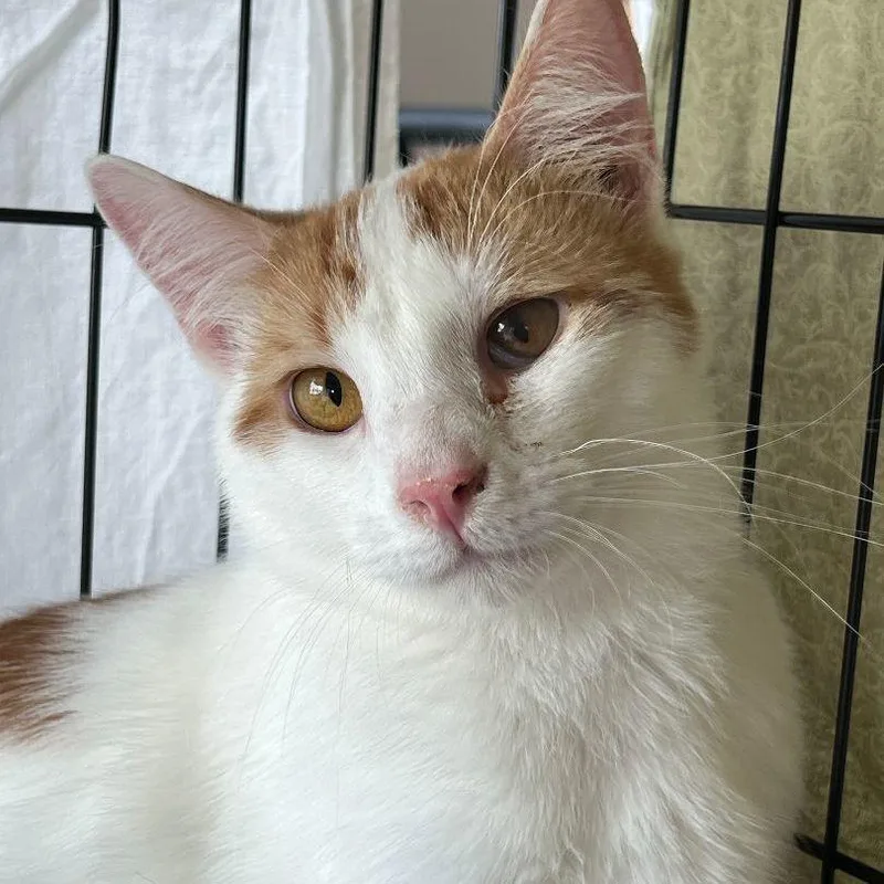 Lugh & Wren thumbnail 4