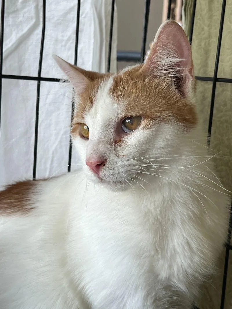 Lugh & Wren thumbnail 5