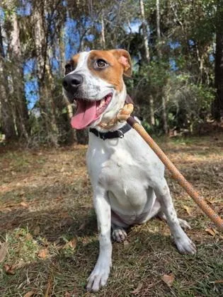 A baby medium-sized female Pointer dog named Holly for adoption in Palm Coast, FL