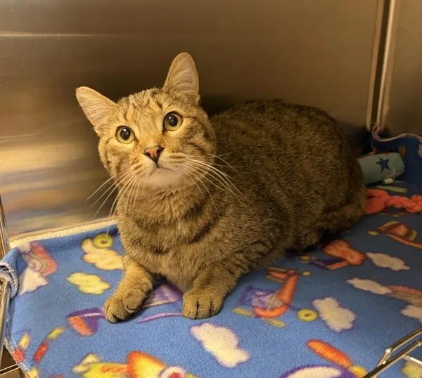 An adult large-sized male Domestic Short Hair cat named Osiris for adoption in Great Falls, MT