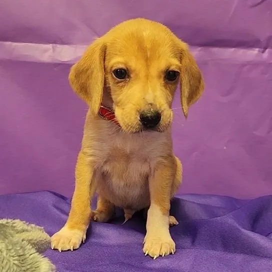 A baby small-sized male Yellow / Tan / Blond / Fawn Hound dog named Roger for adoption in North Myrtle Beach, SC