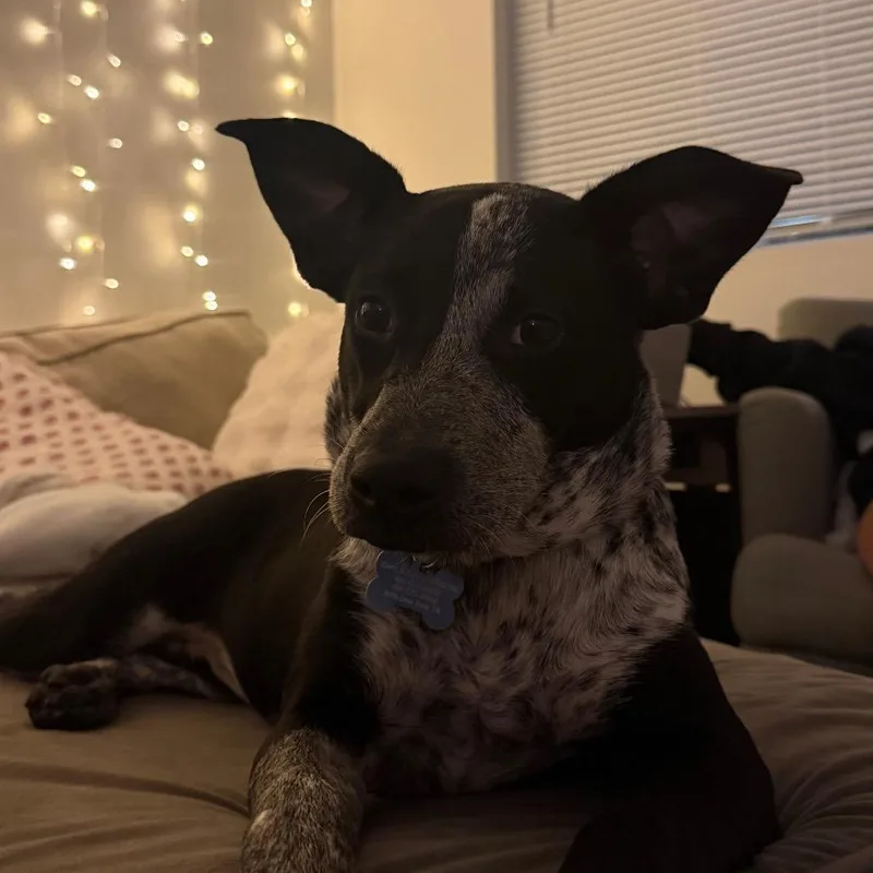 A young medium-sized female Mixed Breed dog named Promise for adoption in Grand Rapids, MI