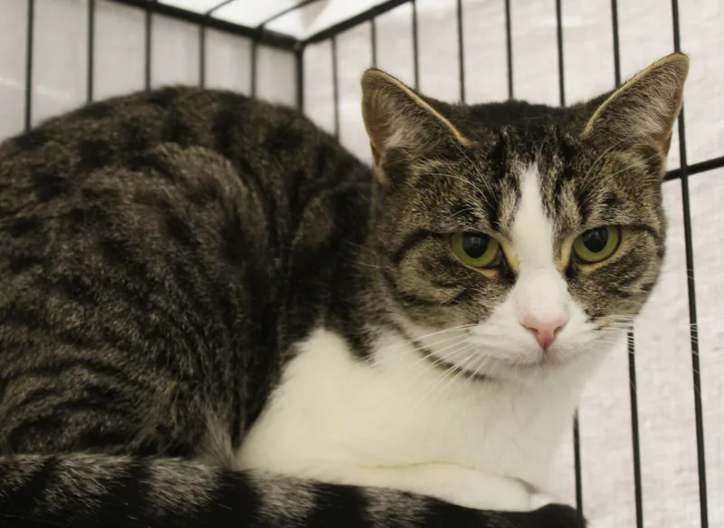 An adult medium-sized female Tabby (Gray / Blue / Silver) Domestic Short Hair cat named Cookie for adoption in Yucca Valley, CA