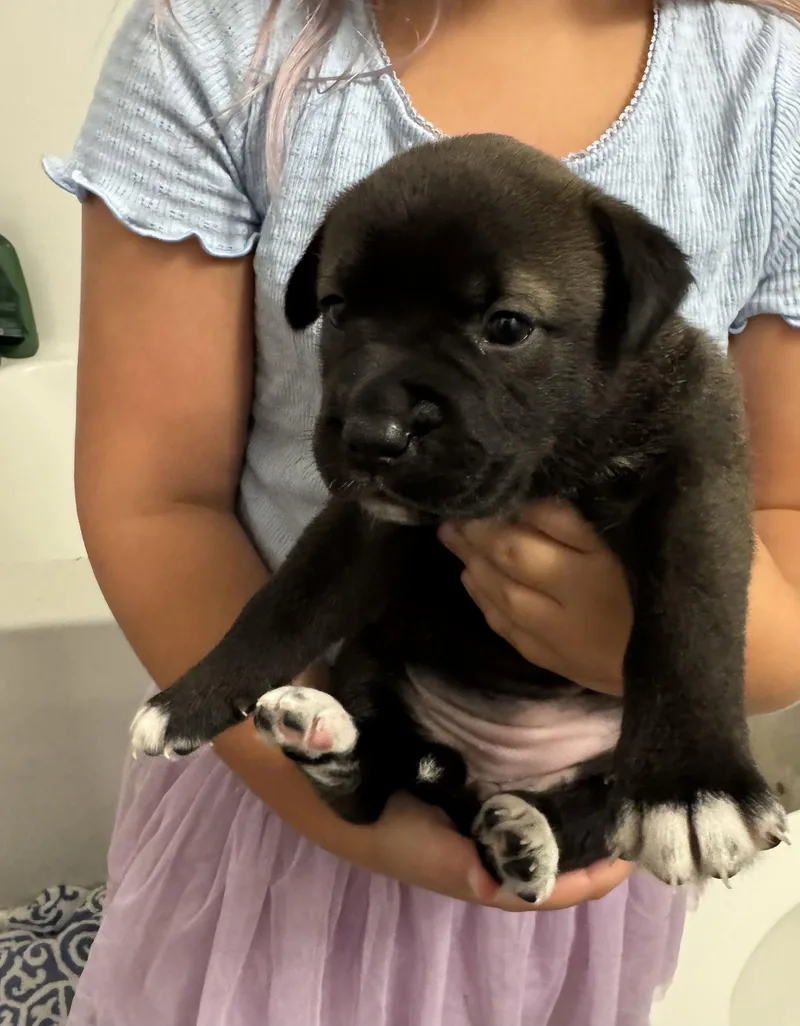 A baby medium-sized male Labrador Retriever dog named Dumbledore for adoption in Holly Springs, NC