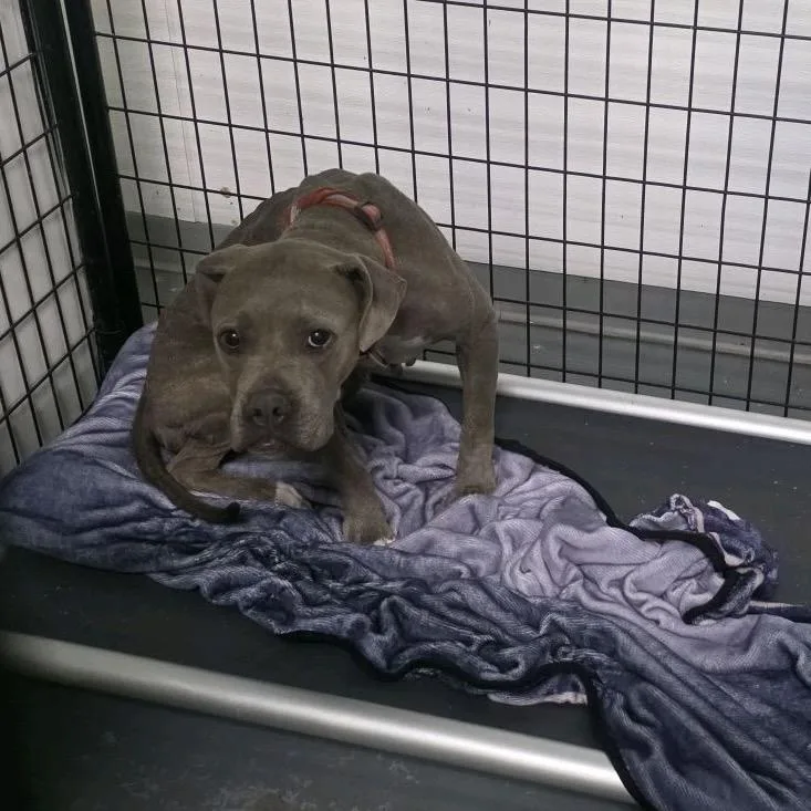 An adult medium-sized female Gray / Blue / Silver Terrier dog named Mozzarina for adoption in St. Louis, MO
