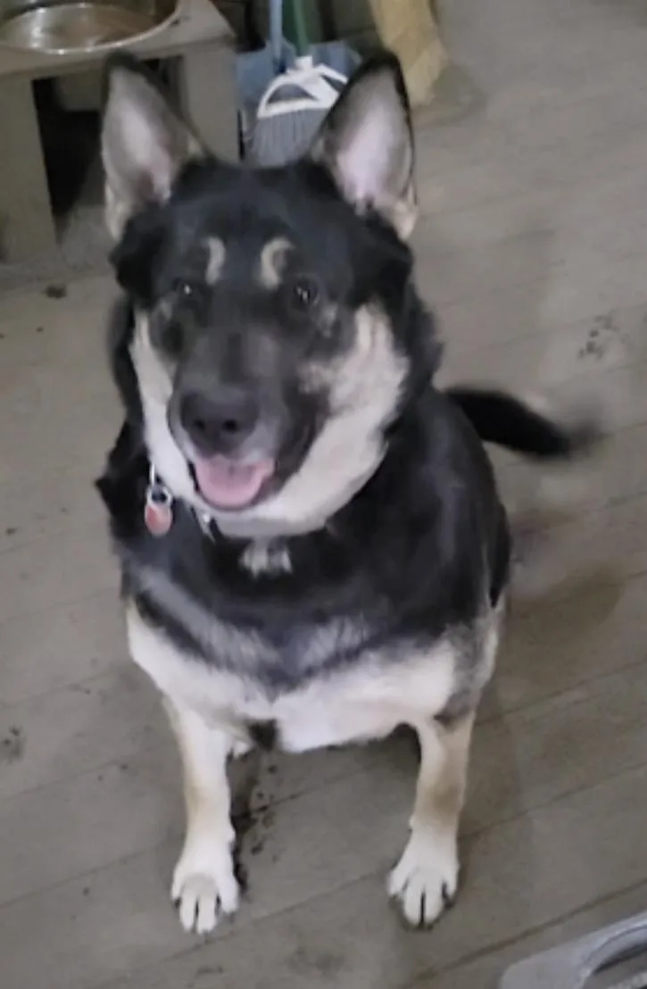An adult large-sized female German Shepherd Dog dog named Bronagh for adoption in Amherst, MA