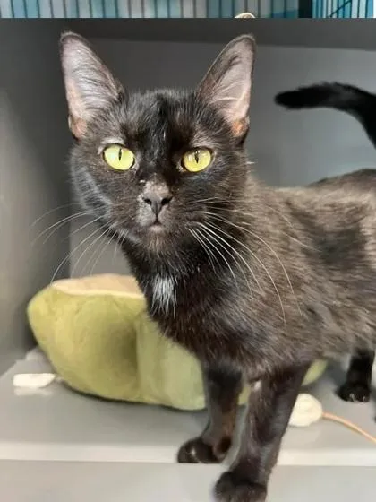 A young small-sized female Domestic Short Hair cat named Button for adoption in Aberdeen, SD