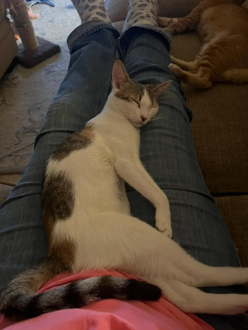 A young medium-sized female Calico Domestic Short Hair cat named Sassy for adoption in Queen Creek, AZ