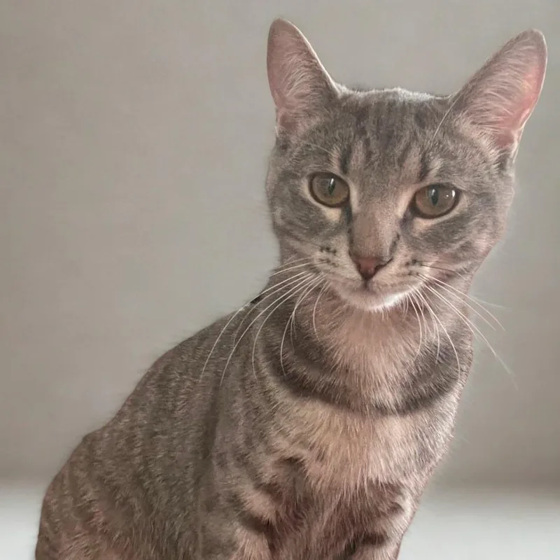 Gummy & Rose thumbnail 3