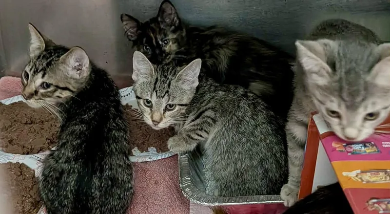 A baby medium-sized male Domestic Short Hair cat named Hagar for adoption in Detroit Lakes, MN