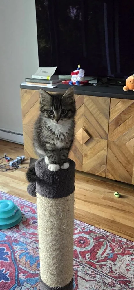 A baby medium-sized male Domestic Short Hair cat named Gambit for adoption in Elmsford, NY