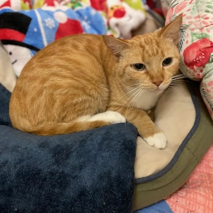 An adult medium-sized female Orange / Red Domestic Short Hair cat named Sunshine for adoption in Los Angeles, CA