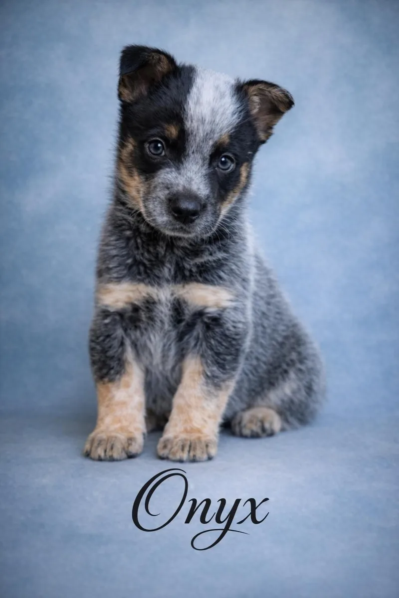A baby medium-sized male Black Australian Cattle Dog / Blue Heeler dog named Onyx for adoption in Murrieta, CA