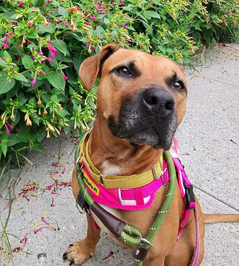 An adult medium-sized female Mixed Breed dog named Juniper for adoption in Long Island City, NY