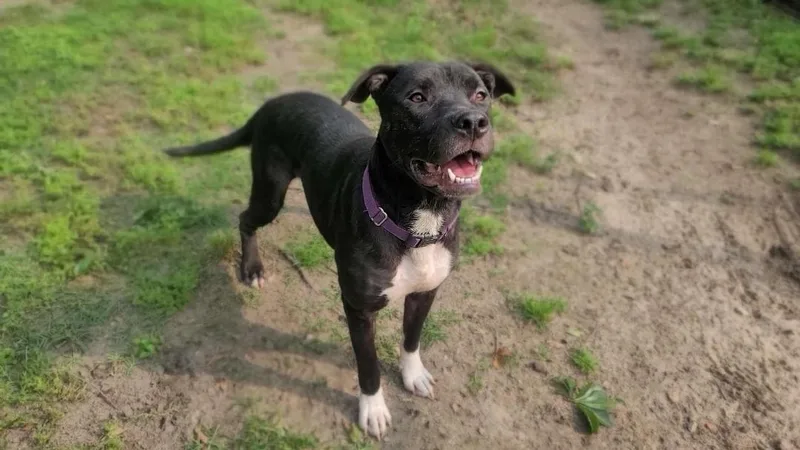 An adult medium-sized female Black Pit Bull Terrier dog named Luna for adoption in Houston, TX
