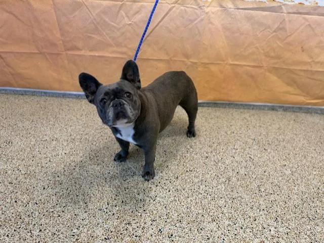 An adult small-sized female French Bulldog dog named Azul for adoption in Miami, FL
