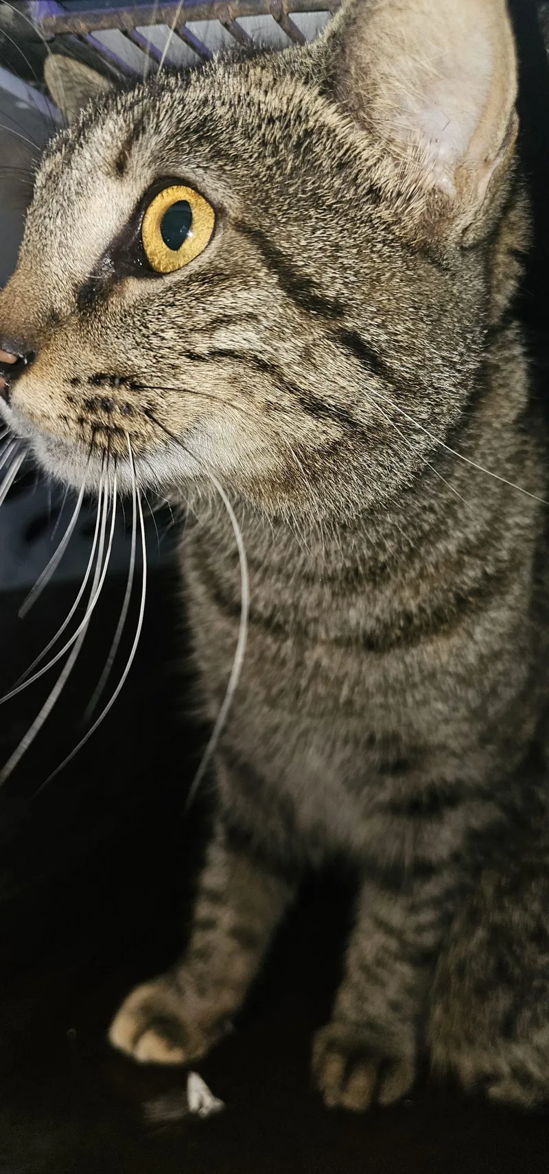 Senorita Josie Wiskerson