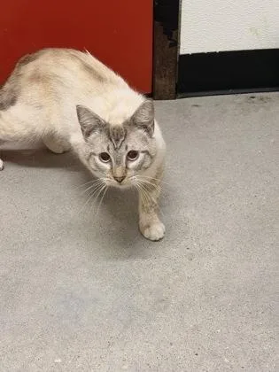 An adult small-sized male Domestic Short Hair cat named Apollo for adoption in West Chester, PA