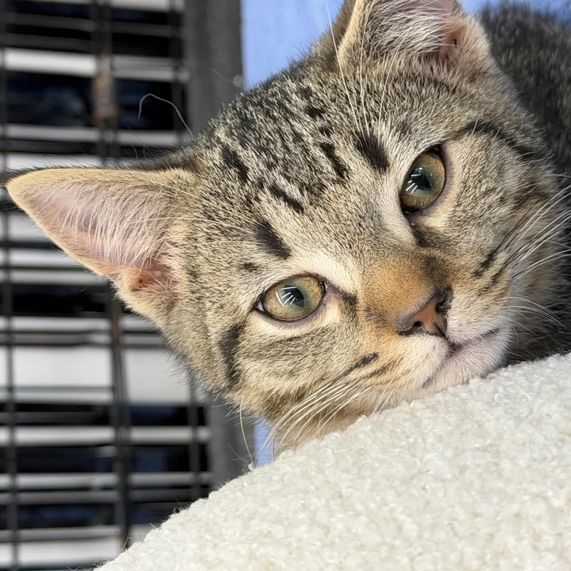 Callie thumbnail 4