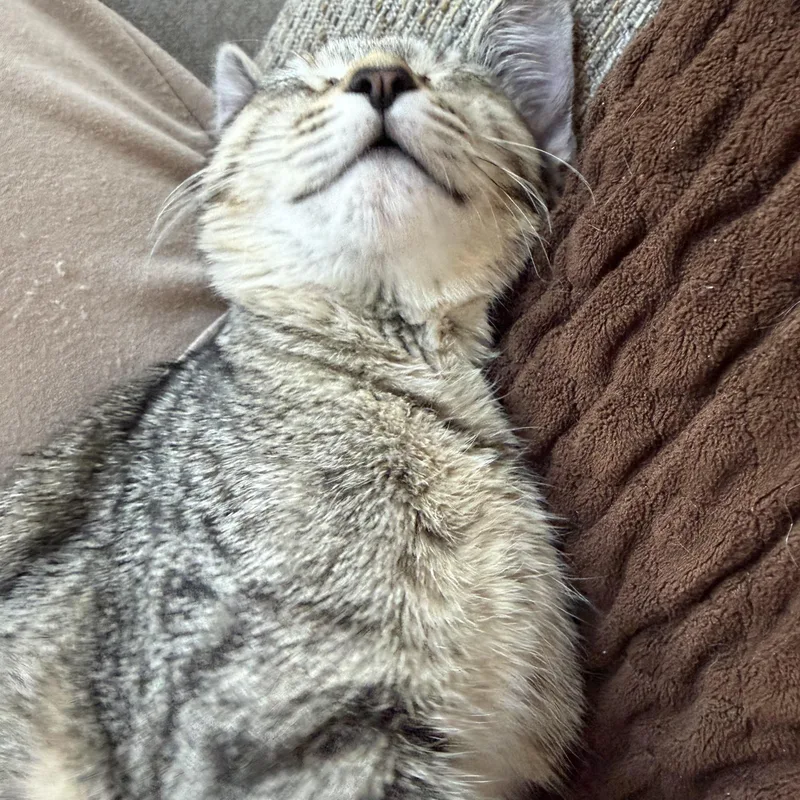 A baby medium-sized female Tabby (Brown / Chocolate) Domestic Short Hair cat named Callie for adoption in Johnson City, TN