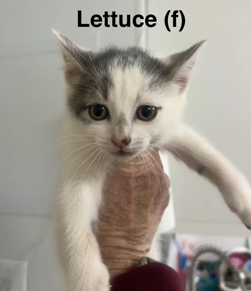 A baby medium-sized female Domestic Short Hair cat named Lettuce for adoption in Saugerties, NY