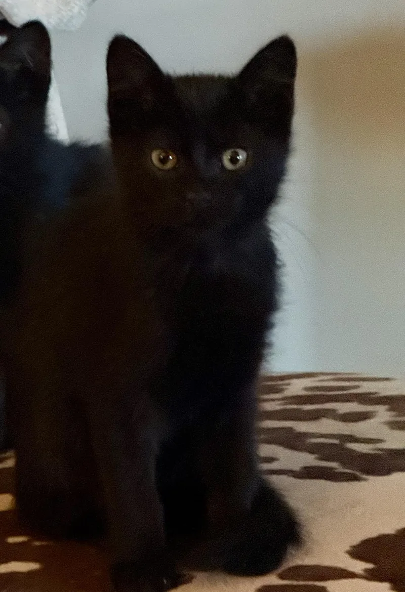 A young medium-sized male Black Domestic Short Hair cat named Choco for adoption in Snyder, TX