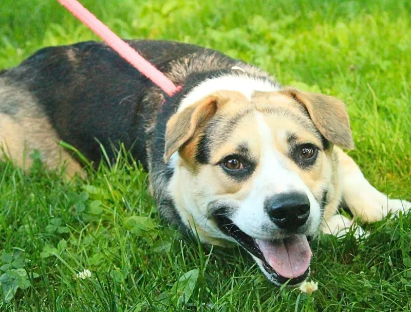 A young medium-sized male Shepherd dog named Wesson for adoption in Utica, MI