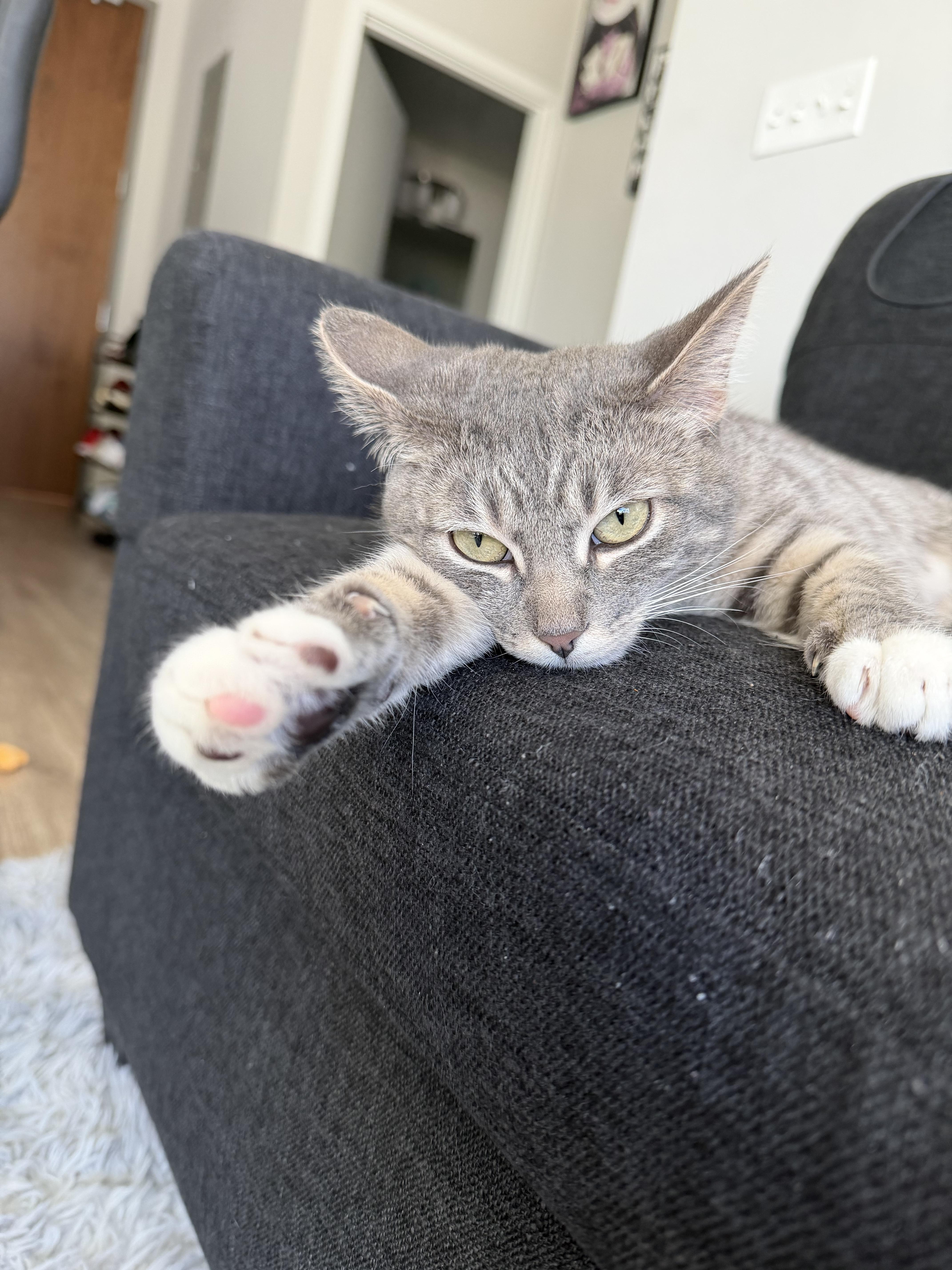 A baby medium-sized female Gray & White Domestic Short Hair cat named Willow for adoption in Lakewood, CO