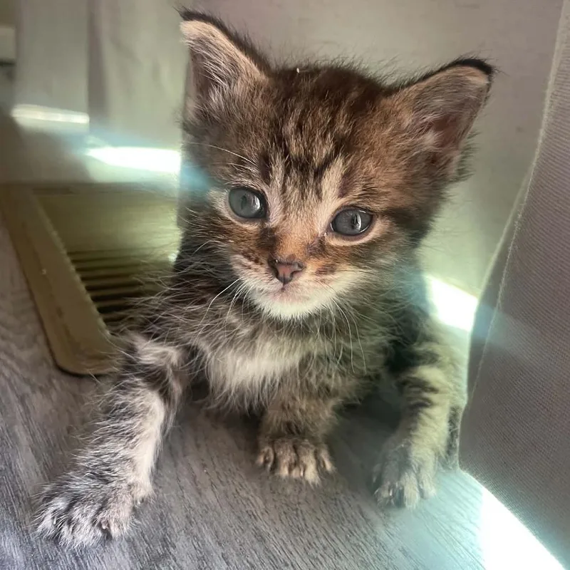 Tiny Tim