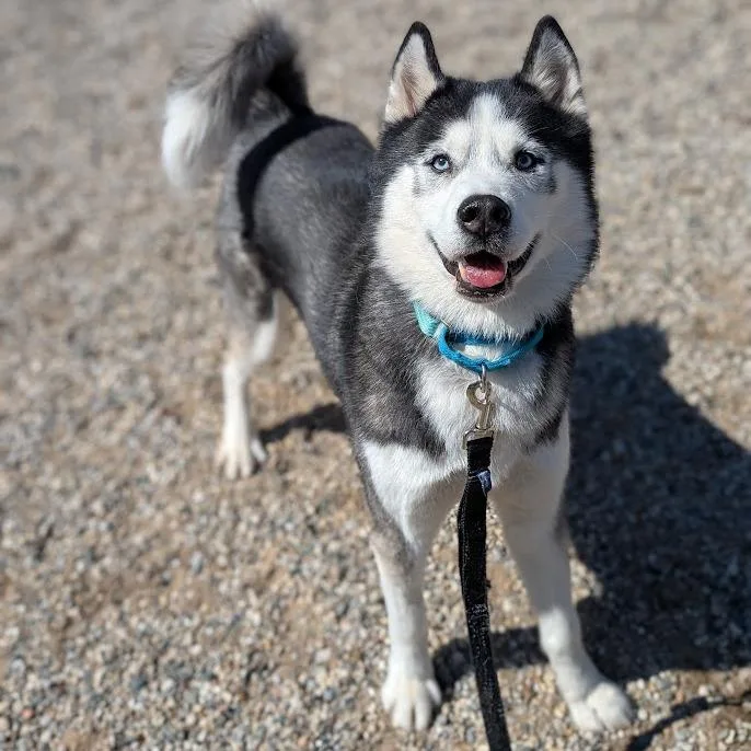 A senior medium-sized male Black Mixed Breed dog named Rowdy for adoption in West Olive, MI