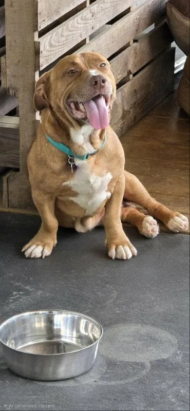 A young medium-sized male Basset Hound dog named Lucky for adoption in East Derry, NH