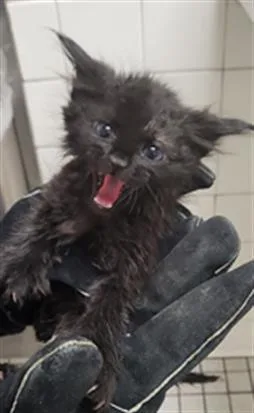 A baby medium-sized male Domestic Medium Hair cat named Justice for adoption in Dallas, TX