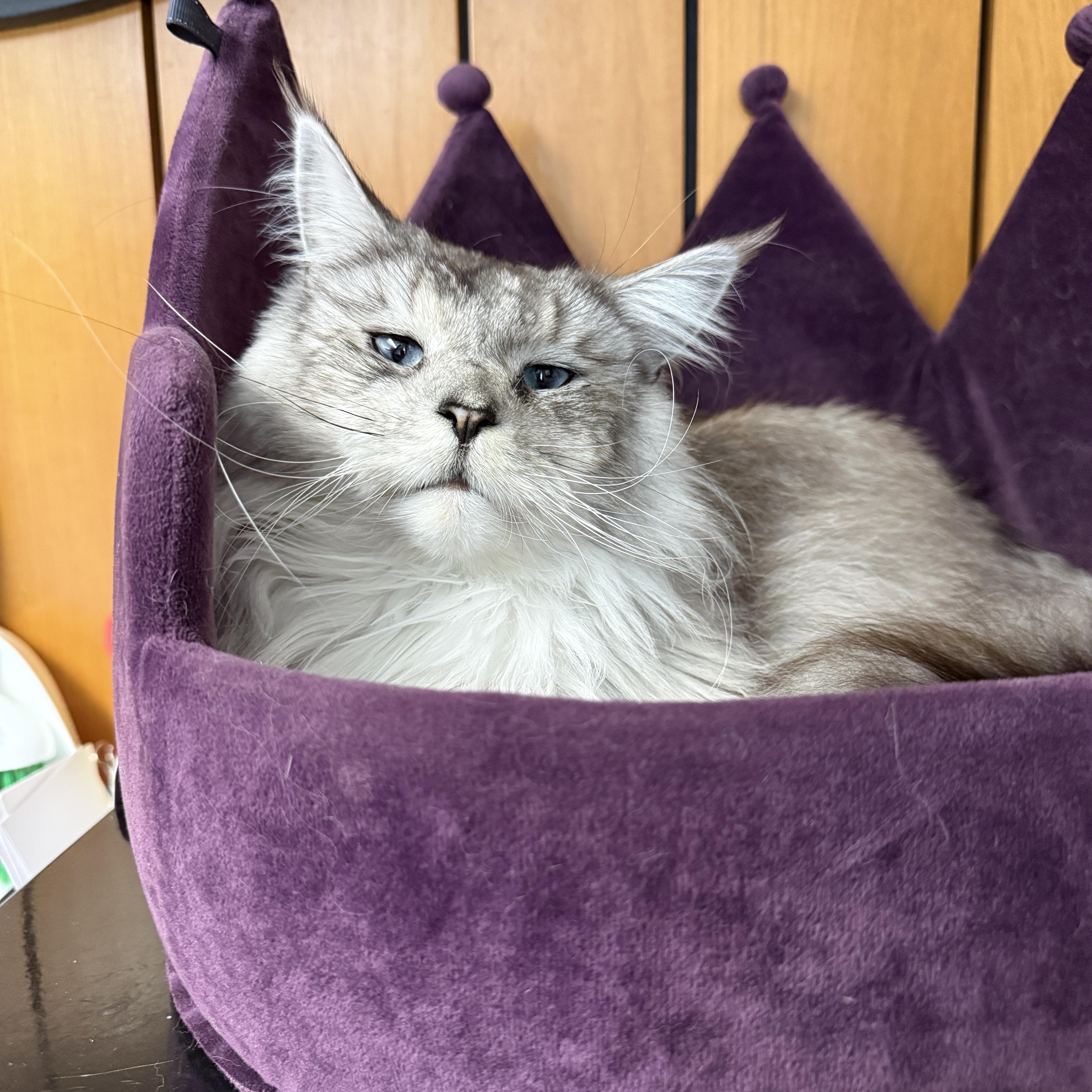 A young large-sized female Gray / Blue / Silver Maine Coon cat named Sylvia for adoption in Des Moines, IA