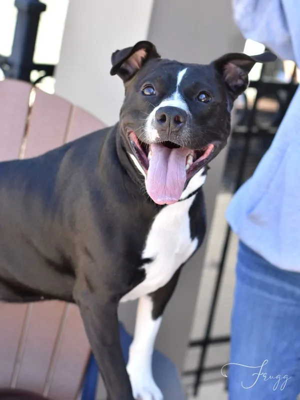 An adult large-sized female Pit Bull Terrier dog named Friggie for adoption in Conroe, TX