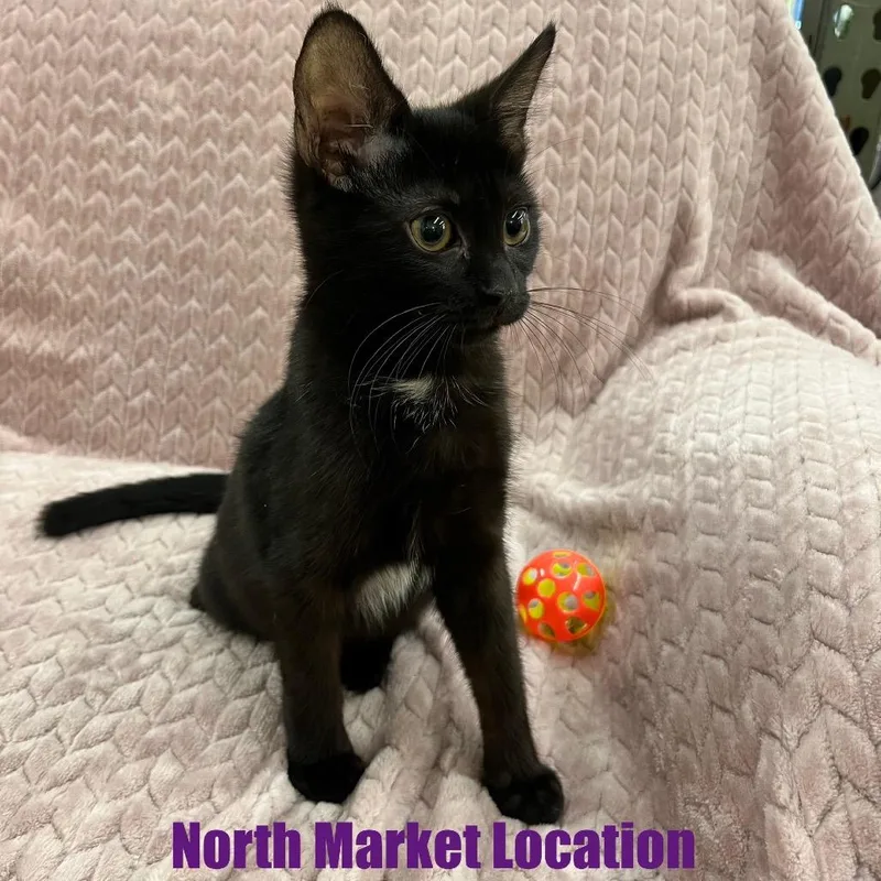 A young small-sized female Black Domestic Short Hair cat named Cha Cha for adoption in Raleigh, NC
