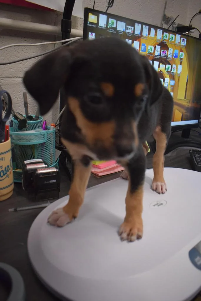 A baby medium-sized female Labrador Retriever dog named Skyler for adoption in Pahrump, NV