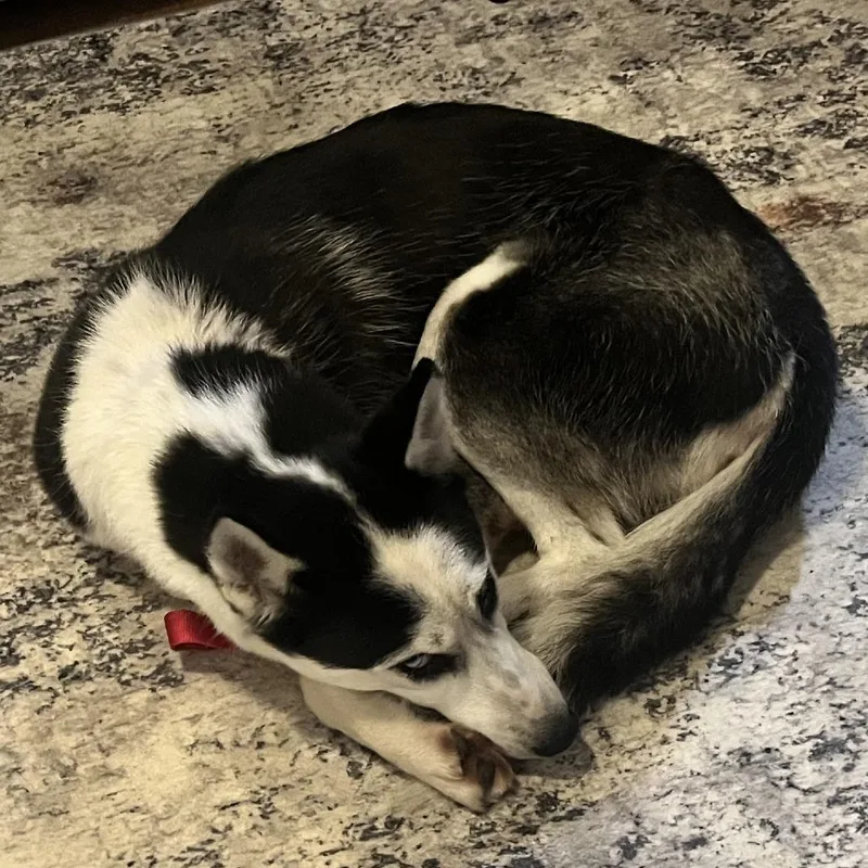 A young small-sized female Black Husky dog named Arabelle Home to for adoption in South Elgin, IL