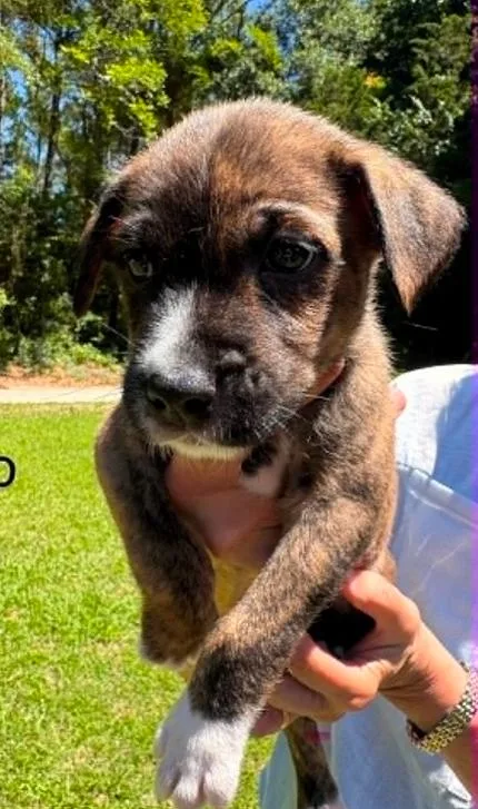 A baby medium-sized male Brindle Mixed Breed dog named Leo for adoption in Eutawville, SC