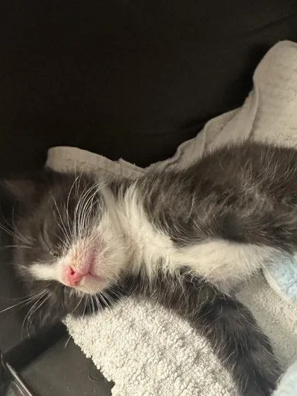 A baby small-sized female Domestic Short Hair cat named Figaro for adoption in Phoenix, AZ