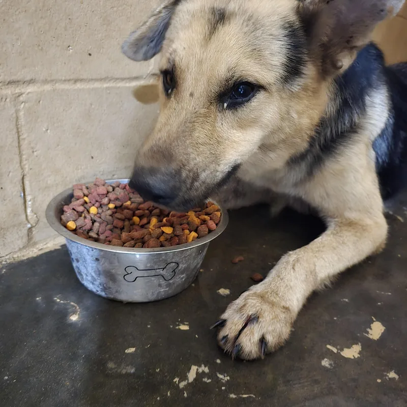 A young medium-sized male Mixed Breed dog named Riley for adoption in McCrory, AR