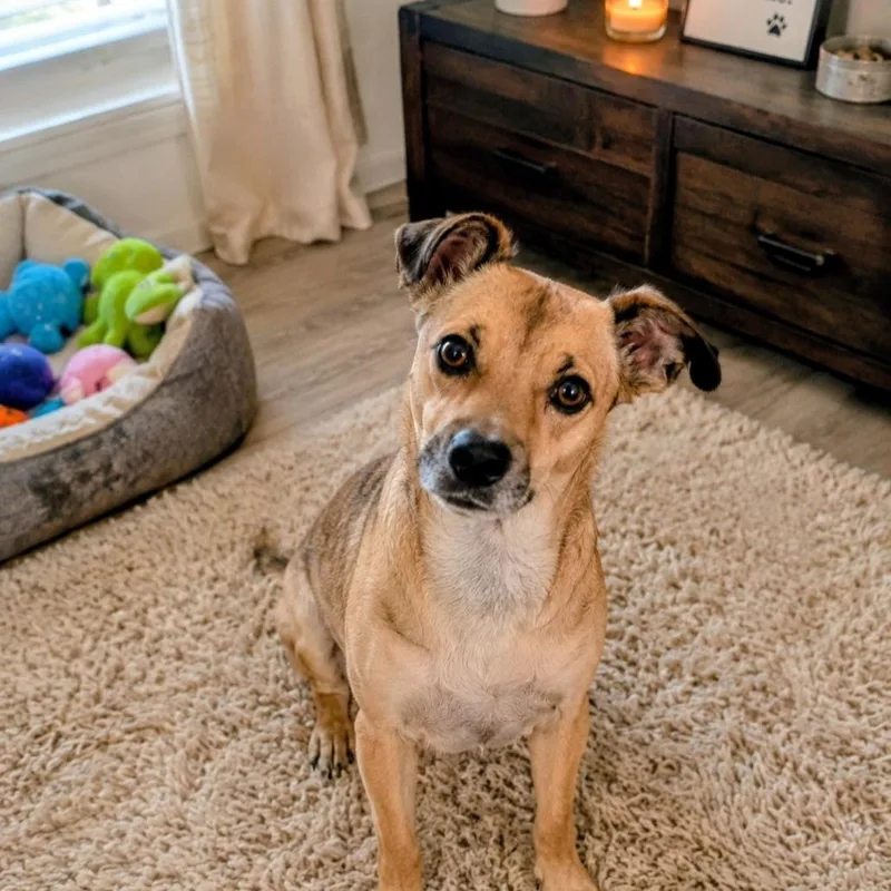 A young small-sized female Chihuahua dog named Hope for adoption in North Las Vegas, NV
