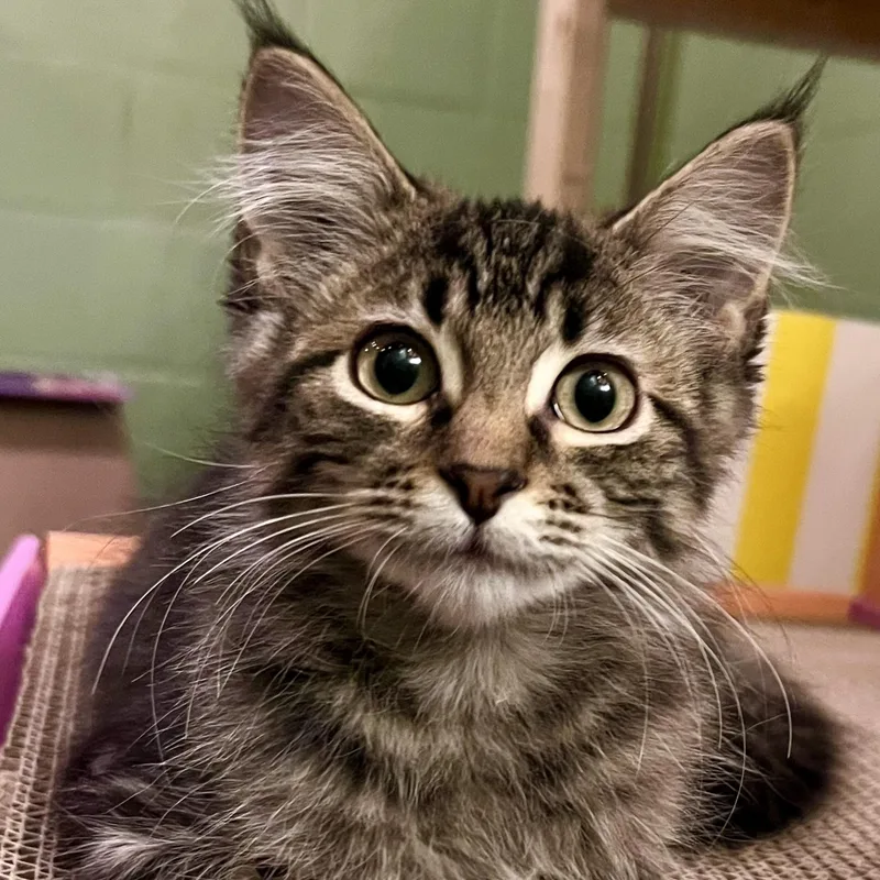 A baby small-sized female Tabby (Brown / Chocolate) Domestic Medium Hair cat named Maraschino Cherry for adoption in Rochester, MN