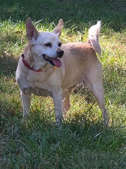 An adult small-sized female Chihuahua dog named Sienna for adoption in Mocksville, NC