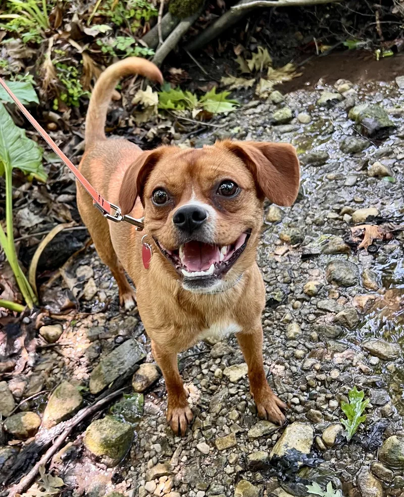 Meeko